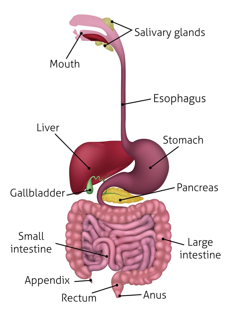 graphic of Treating Esophagus Disorders
