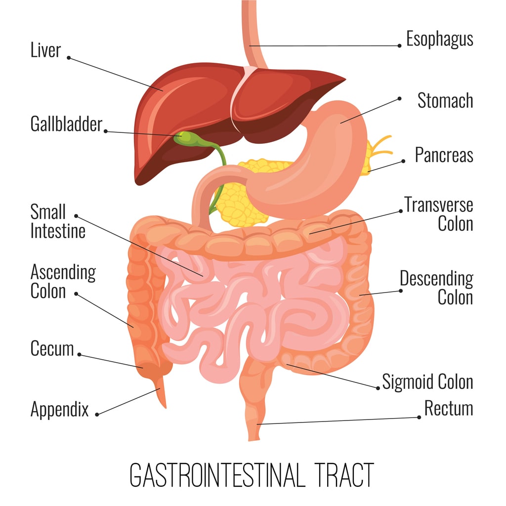 gastrointestinal track