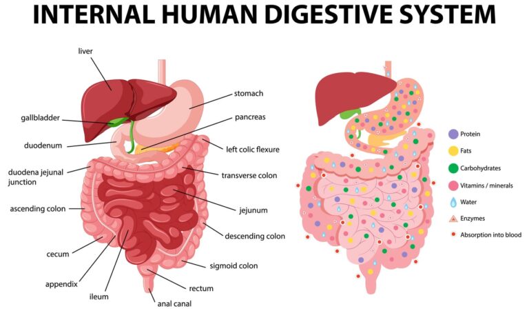 How Long Does It Take to Digest Food? - United Digestive