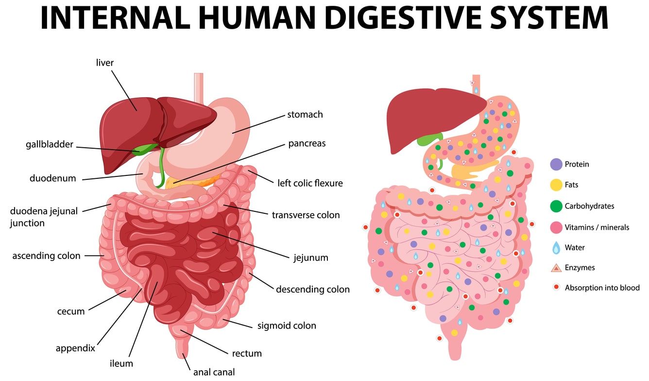 how long does it take to digest food