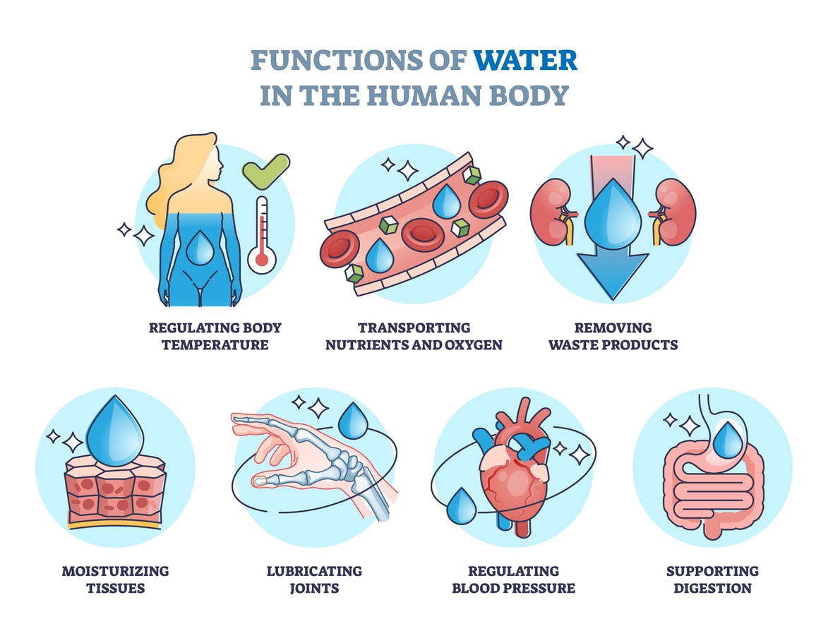 impact of hydration on digestion