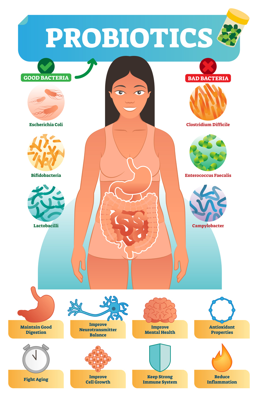 Vector illustration with probiotics. Medical educational scheme and labeled diagram with escherichia, bifidobacteria, lactobacilli, clostridium and campylobacter.